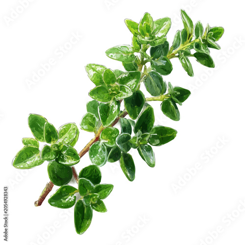 Slika na platnu Thyme watercolor artwork, high-quality professional vector illustration isolated on a white background