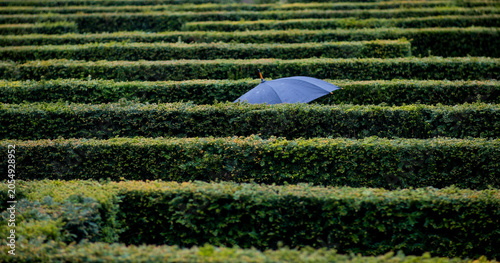 Lost in the Maze