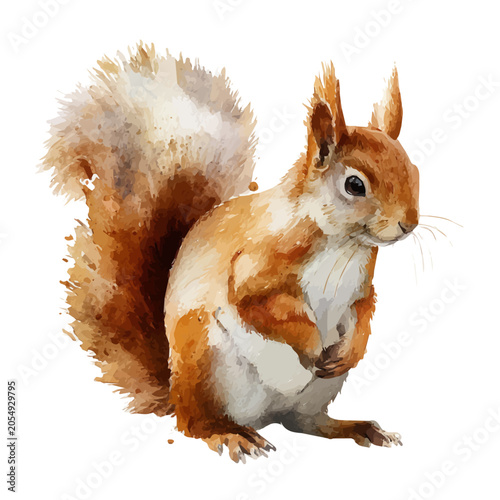 Fotografie Squirrel watercolor vector illustration, high-quality artwork isolated on a pure white background