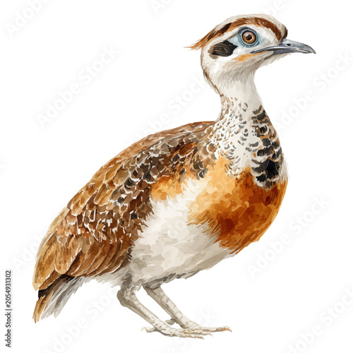 Fotografija Bustard watercolor vector, hand-painted style, high-quality illustration isolated on white background