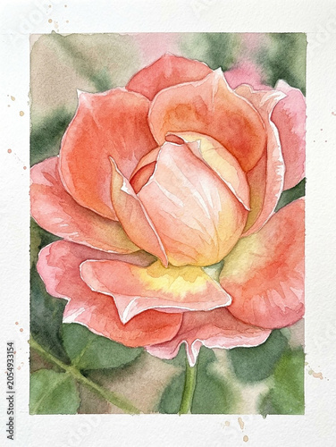 Watercolor beautiful rose close up
