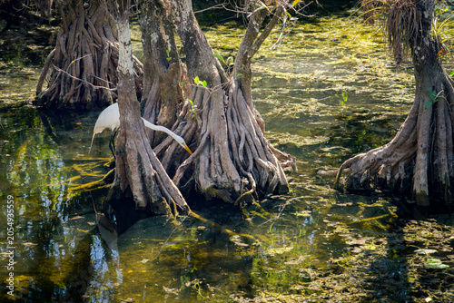 White Heron hunting in Everglades