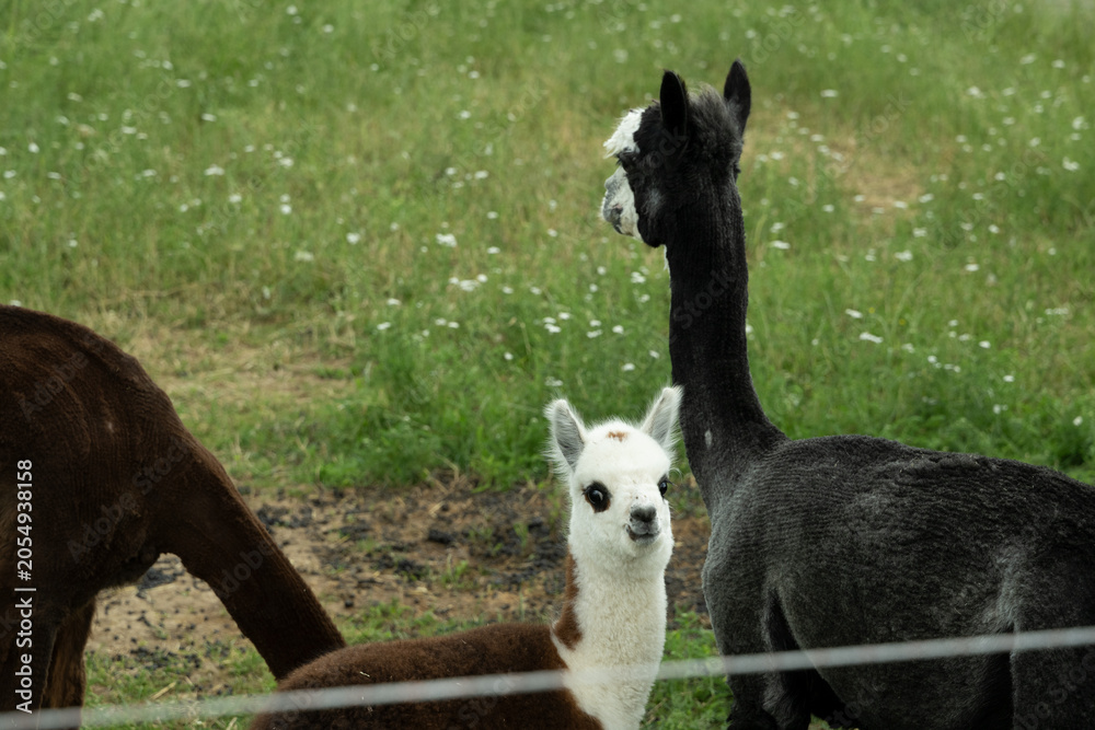 Fototapeta premium alpaka tier natur lama familie