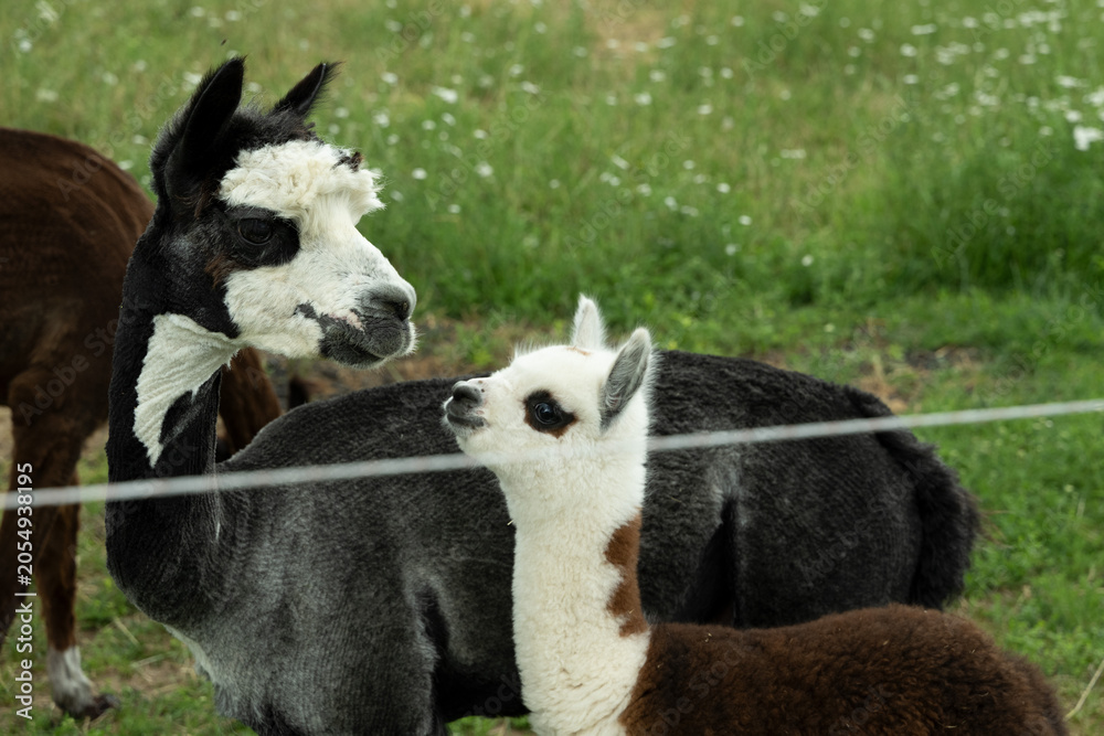 Fototapeta premium alpaka tier natur lama familie