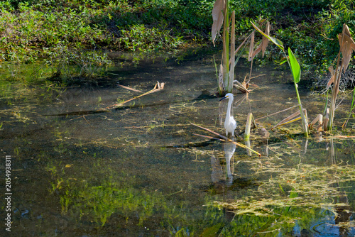 heron hunting in the pond everglades