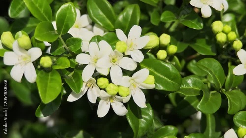 Murraya paniculata, orange jasmine with green leaves background
