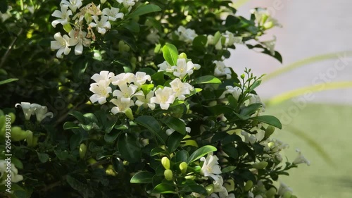 Murraya paniculata, orange jasmine with green leaves background
