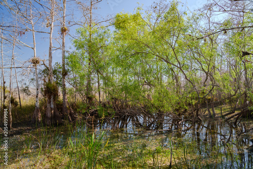 reeds in the water pond mangrove