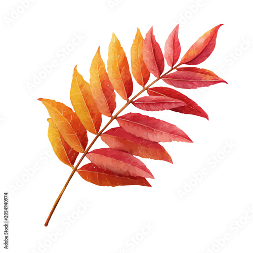 Fotografie Ash Leaf watercolor vector, hand-painted style, high-quality illustration isolated on white background
