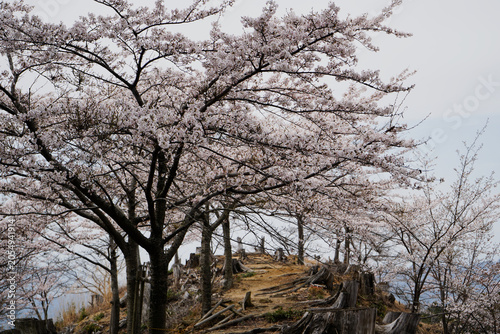 Tableau sur toile Cherry blossoms form a mountain path during spring in Japan