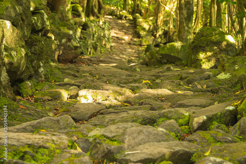 Tableau sur toile Un sendero rústico de piedra cubierto de musgo verde serpentea hacia arriba a través de un bosque denso y tranquilo, iluminado por la suave luz del sol que se filtra entre las ramas
