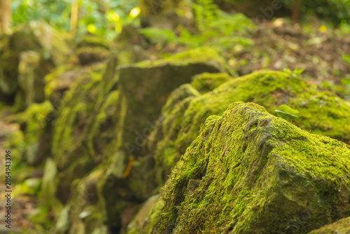 Photos Primer plano de un muro de piedra cubierto de musgo verde vibrante en un bosque iluminado por el sol