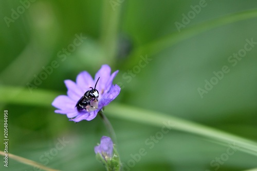 Foto Pszczoła samotka malinówka (Hylaeus cf