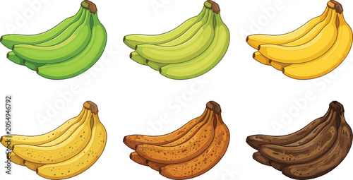 Banana ripening stages vector collection featuring green unripe yellow ripe speckled overripe and brown rotten fruit bunches isolated on white background