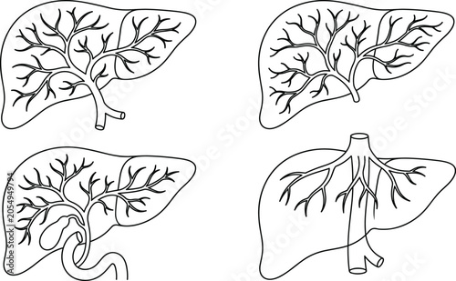 Εκτύπωση καμβά Human Liver Vascular System Vector Set with Hepatic Portal Vein Blood Vessels Bi