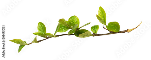 Fotografía Fresh twig with green leaves of cotoneaster isolated on white or transparent bac