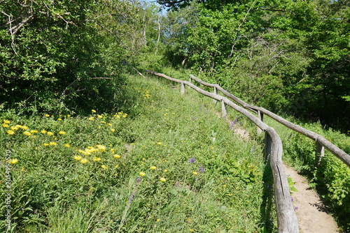 фотографія Wanderweg mit Geländer durch Blumenwiese im Naturschutzgebiet