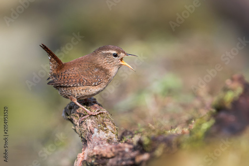 Konstfotografi Eurasian Wren, Troglodytes troglodytes