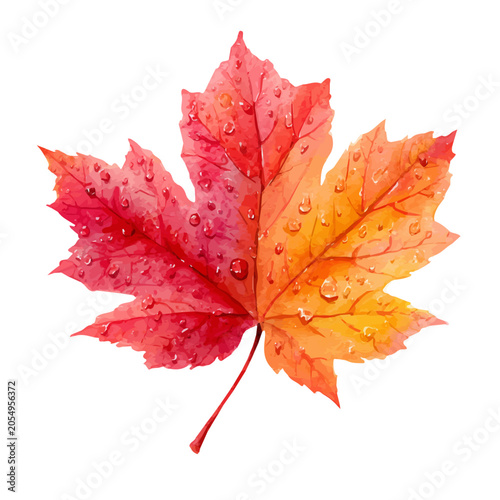 Tablou pe pânză Stylized watercolor Maple Leaf vector, modern artistic illustration with high-quality details on a pure white background