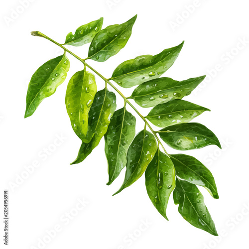 Fotografija Curry Leaf watercolor vector, hand-painted style, high-quality illustration isolated on white background