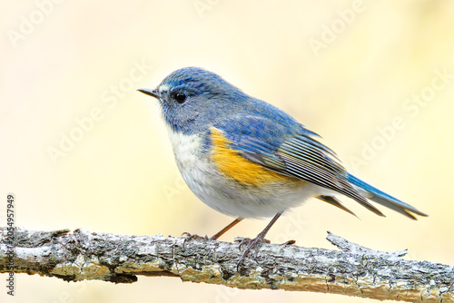 Quadro su tela 冬になると現れるルリビタキ(Red-flanked Bluetail)