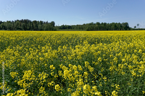 фотографія Blooming rapeseed field stretching across the countryside with vibrant yellow flowers and distant forest backdrop