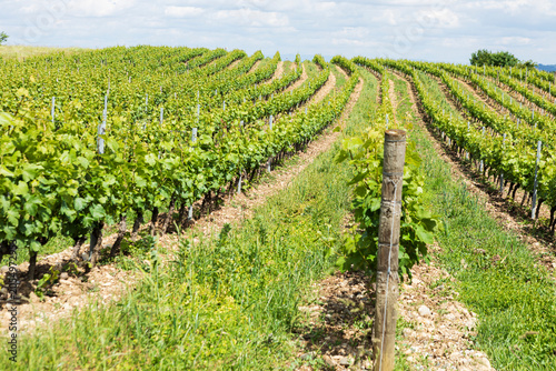 Valokuva vignoble des coteaux lyonnais