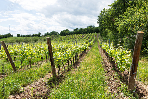 Photos vignoble des coteaux lyonnais