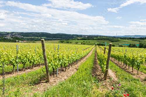 Tableau sur toile vignoble des coteaux lyonnais