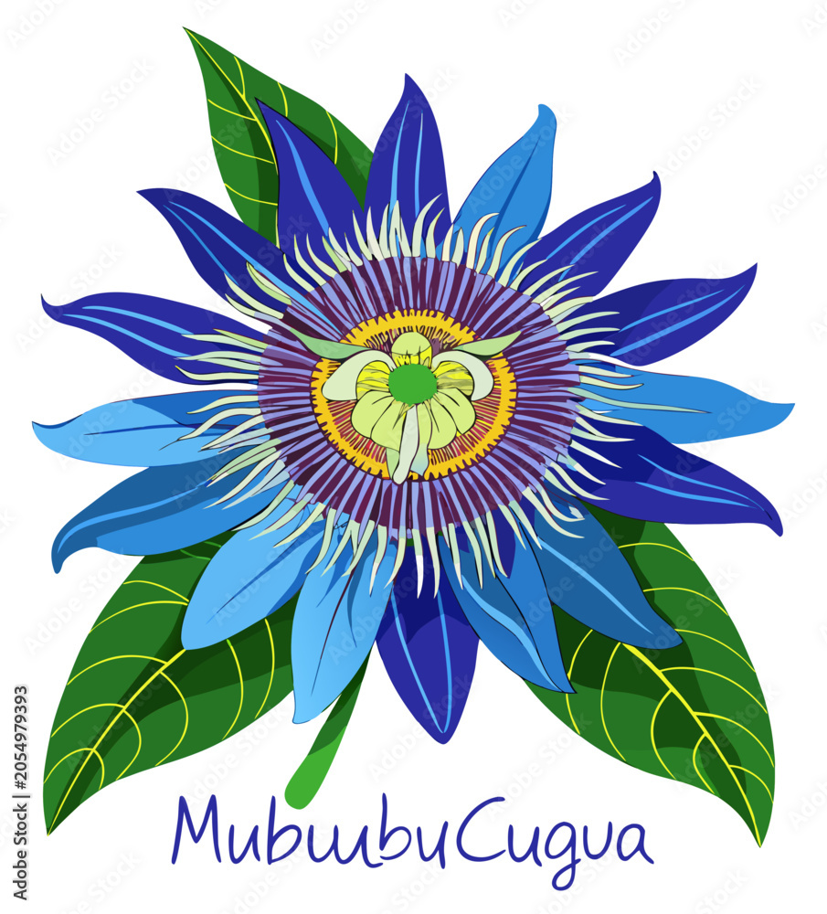Fototapeta premium vector illustration of lotus flower