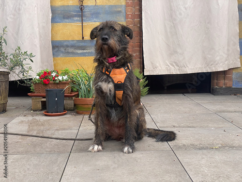 Photography Scruffy terrier type dog sitting attentively on a grey tiled patio