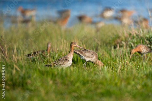A sharp close-up of a Black-tailed Godwit (Limosa limosa) in breeding plumage standing alert in vibrant green grass, featuring a shallow depth of field that blurs the foraging flock.