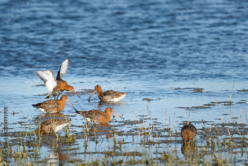 A small group of Black-tailed Godwits (Limosa limosa) in vibrant breeding plumage foraging in a shallow wetland, featuring one bird dynamic in motion, landing with its wings fully spread over the lake