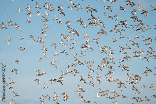 A massive flock of Black-tailed Godwits (Limosa limosa) in breeding plumage flying together against a clear blue sky during migration.