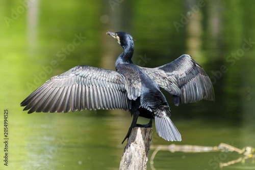 Cormorant, (Phalacrocorax carbo), wildlife, France