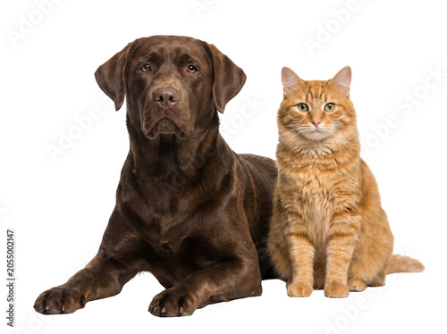 Brown Labrador dog and orange tabby cat sitting together, isolated on transparent background