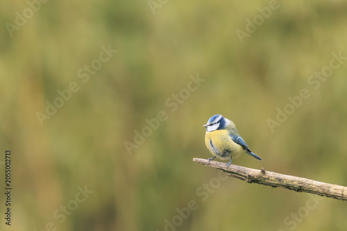 A blue tit calmly perched on a branch.
