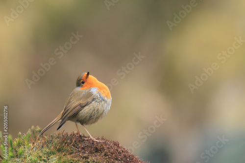 Canvastavla An adorable robin standing in a charming pose.