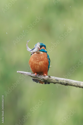 A beautiful kingfisher holding a freshly caught fish.
