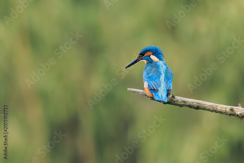 A kingfisher sitting on a tree branch.