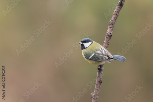A great tit sitting on a tree branch