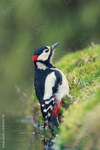A great spotted woodpecker by the water's edge.