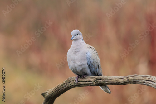 A pigeon sitting on a tree branch.