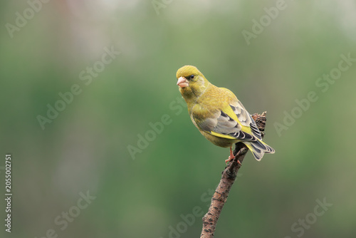 Bild auf Leinwand A European greenfinch perched on a branch