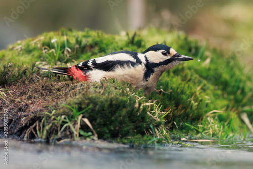 A great spotted woodpecker on the ground