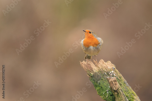 A robin perched on a branch