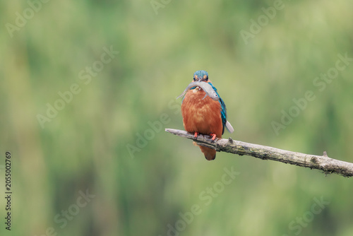 A beautiful kingfisher holding a freshly caught fish.