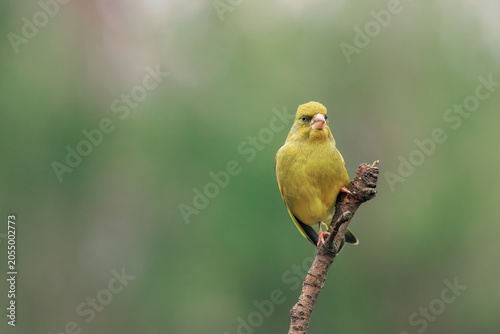 A European greenfinch perched on a branch