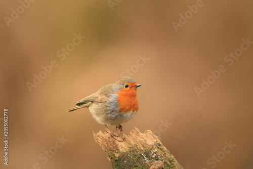 A robin perched on a branch