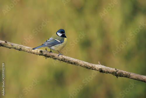 A great tit sitting on a tree branch